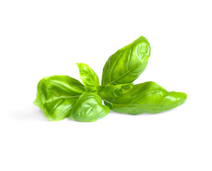 Fresh green basil leaves isolated on white