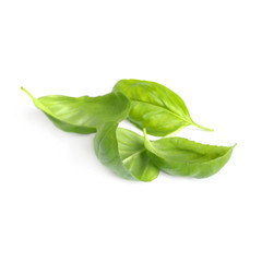 Fresh green basil leaves isolated on white