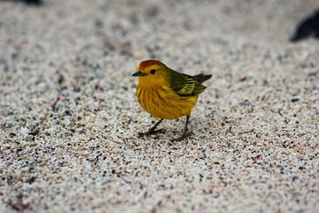Pajarito amarillo en la playa de Galápagos