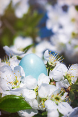 Obraz na płótnie Canvas Blue egg rook and flowering branches of a cherry tree. Spring Bird's Nest