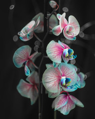 Fototapeta na wymiar orchid on black background