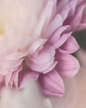 closeup of pink flower
