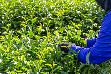 Woman working in green tea plantation in the morning, Chiang Rai, Thailand