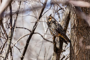 Long eared owl perched resting in winter, Quebec, Canada.