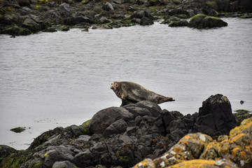 Group of wild Seals on the rocks in Northern Ireland, Rathlin Island