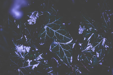 Abstract wet plants with a dark background and a bright purple accent for the background
