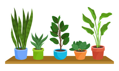 Five Green Houseplants In Colorful Pots On Shelf Vector Illustration Set