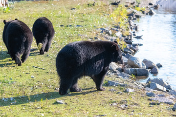 Brown bears walking in the forest in Canada, near a lake