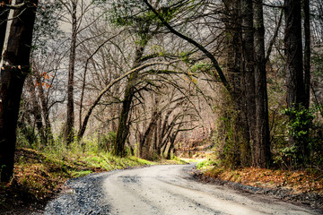 Naklejka premium Dirt road in forest