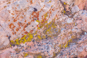 The beauty of lichens and mosses on a stone face in pinks, reds and yellows