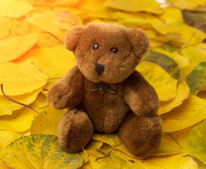 brown teddy bear sits on yellow dry apricot leaves