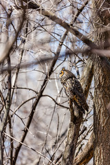 Long eared owl perched resting in winter, Quebec, Canada.