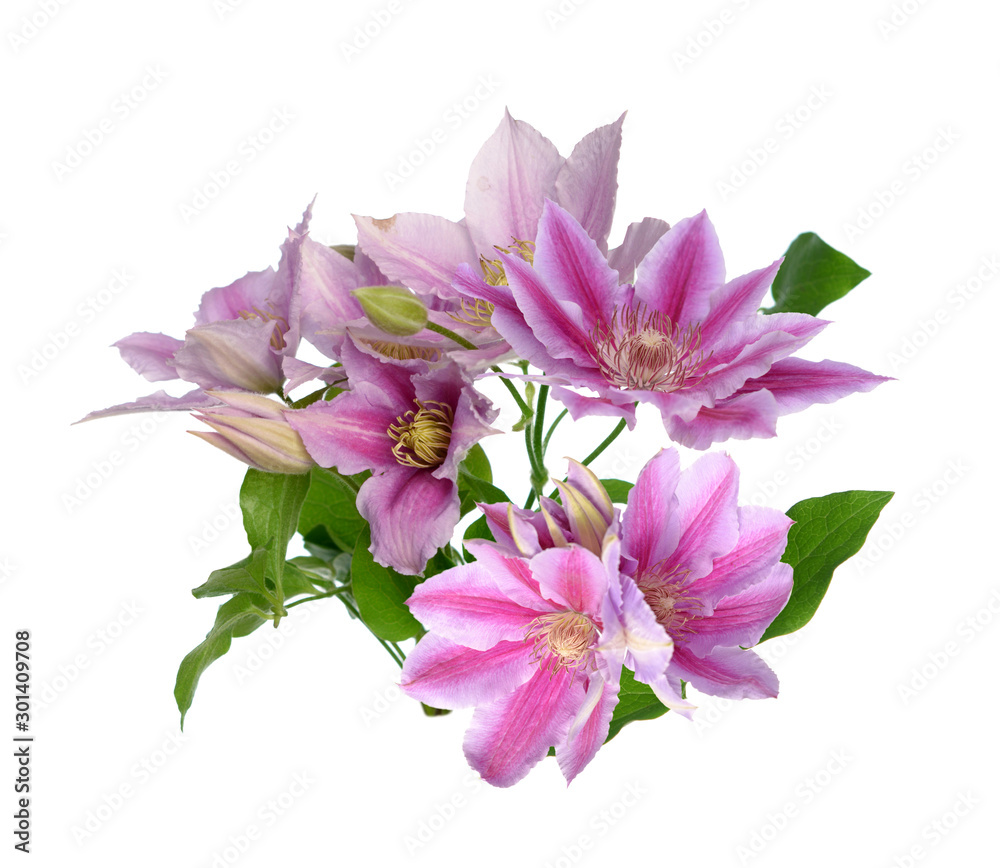 Poster clematis pink