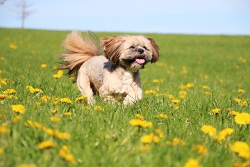 pretty little lhasa apso running in the garden through a field full of buttercups