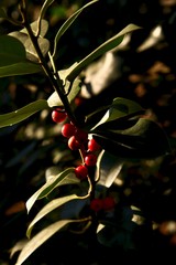 Holly leaves and berries