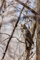 Long eared owl perched resting in winter, Quebec, Canada.