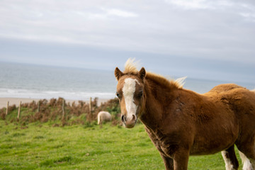 Pony on pasture with beach background