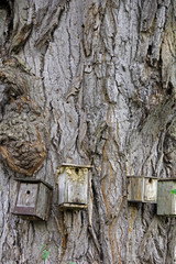 Pappel mit Nistkästen