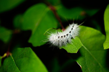 Hickory tussock