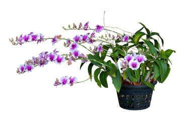 Purple and white Orchid flower in black plastic pot isolated on white background included clipping...