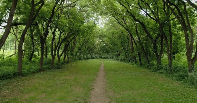 Drone shot: Oak tunnel. Scarry urban tunnel in park. 4k