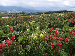 上富良野町の花畑