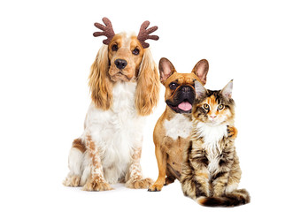 Obraz premium dog spaniel with christmas deer horns