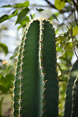 Beautiful cactus tree with green plant forest background