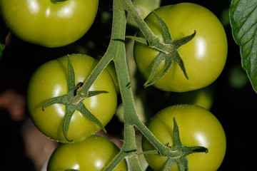 Overhead view of a bunch of green ripening Tomatoes.