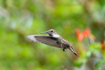 A female Ruby Topaz hummingbird hovers in a garden with lush foliage blurred in the background.