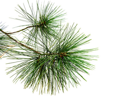 Kiefern Ast isoliert auf wei&szlig;en Hintergrund