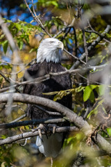 bald eagle, Haliaeetus leucocephalus, hidden in a tree