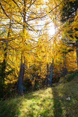 Yellow colored larches in the autumn season