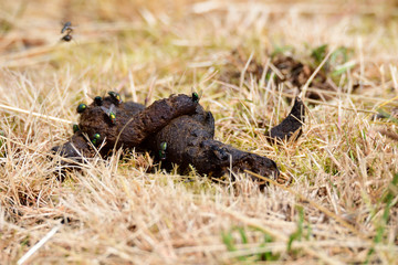 Obraz premium Hundehaufen im Freien