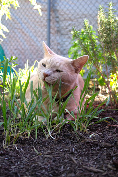 cat outside chewing on grass