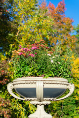 Fototapeta na wymiar Flower Pot with Colorful Flowers and Colorful Autumn Trees in the background at Central Park in New York City