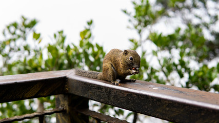 Naklejka na ściany i meble Squirrel eating a nuts on the rails in the wood at the mountains at Kota Kinabalu National Park