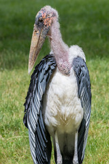 Marabou stork hunting for food