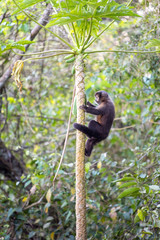 Affe