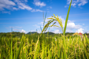 Close up fresh paddy rice field, Lush green beautiful background in CHIANGMAI, THAILAND