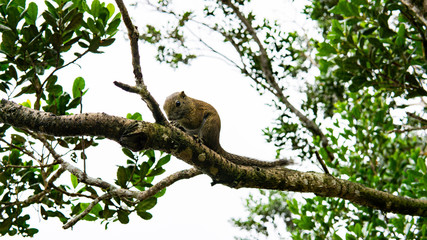 A squirrel on the tree branch eating some food for lunch in the forest at Kota Kinabalu National Park
