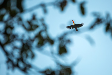 Tukan © David Dieschburg