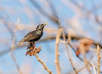 European starling perched on a branch showing off its glossy plumage in the early morning sun.