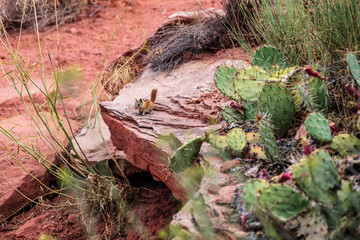 A tiny chipmunk finds food in the fruit of the Prickly Pear Cactus in the arid climate of Calf Creek in Escalante-Grand Staircase National Monument