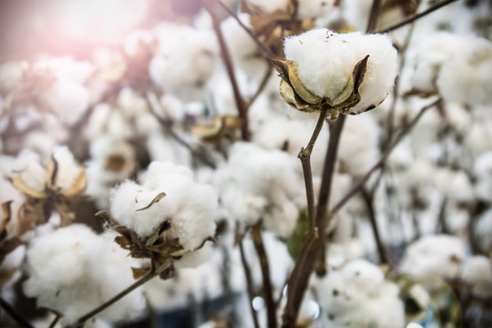 cotton flowers grow in the field at sunrise