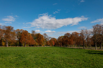 Fototapeta premium autumn in the park