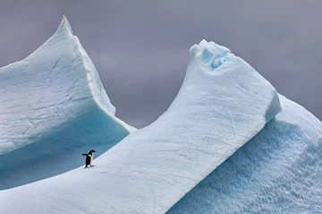 Keuken spatwand met foto Adélie-pinguïn op steile ijsberg © pics721