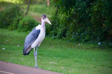 Marabou stork (Leptoptilos crumeniferus) standing by a roadside 