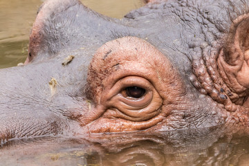 Cute hippo curiously exploring its surroundings