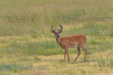 Whitetail Buck in Velvet in Summer